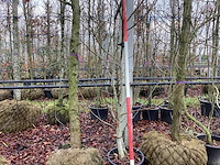 Notenboom - vrucht- / fruitboom - afbeelding 1 van  3