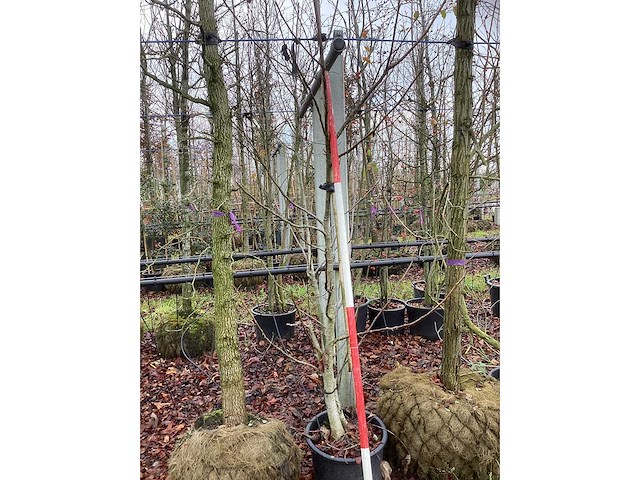 Notenboom - vrucht- / fruitboom - afbeelding 2 van  3