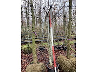 Notenboom - vrucht- / fruitboom - afbeelding 2 van  3