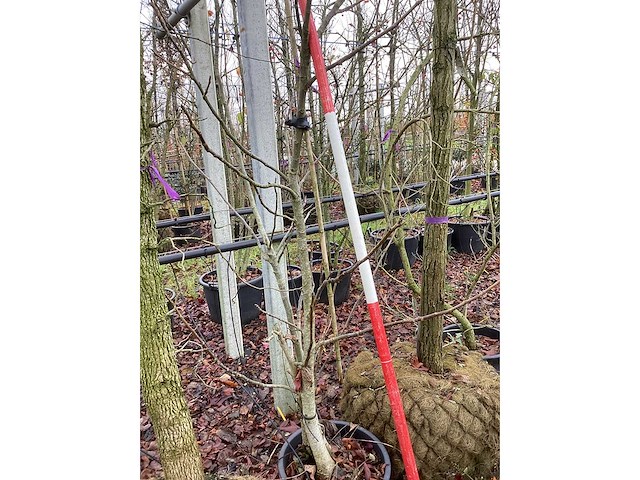 Notenboom - vrucht- / fruitboom - afbeelding 3 van  3