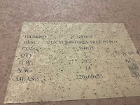 Nova nature wisteria kunstkamerplant (2x) - afbeelding 3 van  4