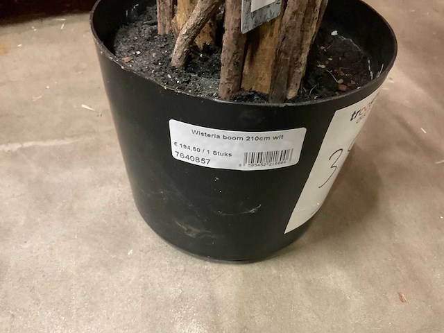 Nova nature wisteria kunstkamerplant (3x) - afbeelding 3 van  5