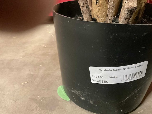 Nova nature wisteria kunstkamerplant (3x) - afbeelding 5 van  5