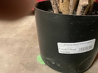 Nova nature wisteria kunstkamerplant (3x) - afbeelding 5 van  5