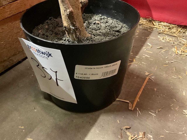 Nova nature wisteria kunstkamerplant (3x) - afbeelding 4 van  6