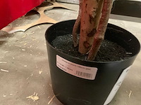 Nova nature wisteria kunstkamerplant (3x) - afbeelding 5 van  6