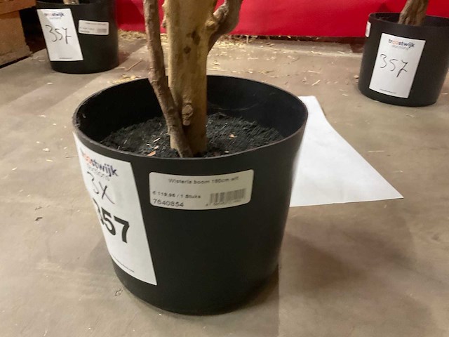 Nova nature wisteria kunstkamerplant (3x) - afbeelding 6 van  6