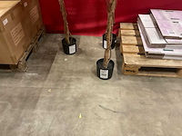 Nova nature wisteria kunstkamerplant (3x) - afbeelding 4 van  7