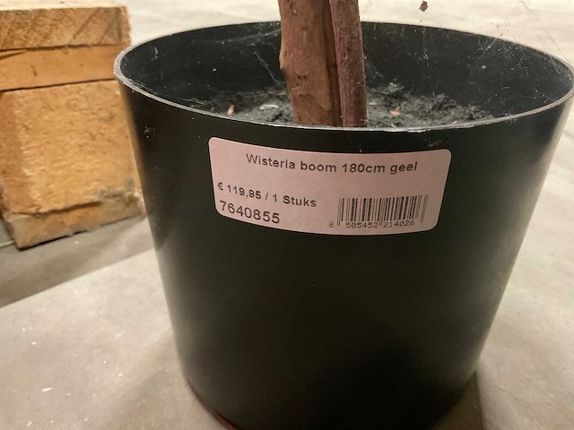 Nova nature wisteria kunstkamerplant (3x) - afbeelding 5 van  7