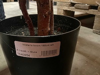 Nova nature wisteria kunstkamerplant (3x) - afbeelding 6 van  7