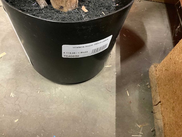 Nova nature wisteria kunstkamerplant (3x) - afbeelding 7 van  7