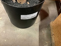 Nova nature wisteria kunstkamerplant (3x) - afbeelding 7 van  7