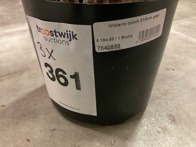 Nova nature wisteria kunstkamerplant (3x) - afbeelding 5 van  7