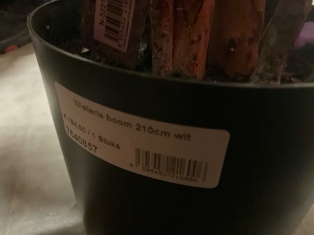 Nova nature wisteria kunstkamerplant (3x) - afbeelding 7 van  7