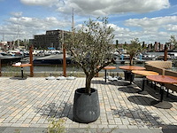 Olea europaea - olijfboom 210 cm - afbeelding 1 van  6