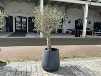 Olea europaea - olijfboom 210 cm - afbeelding 2 van  6