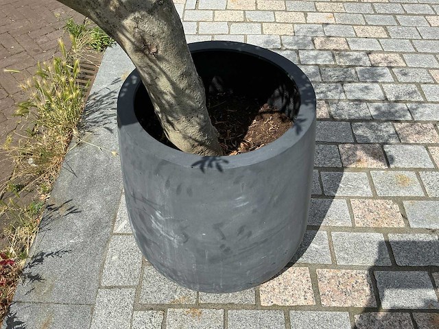Olea europaea - olijfboom 210 cm - afbeelding 3 van  6