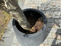 Olea europaea - olijfboom 210 cm - afbeelding 4 van  6