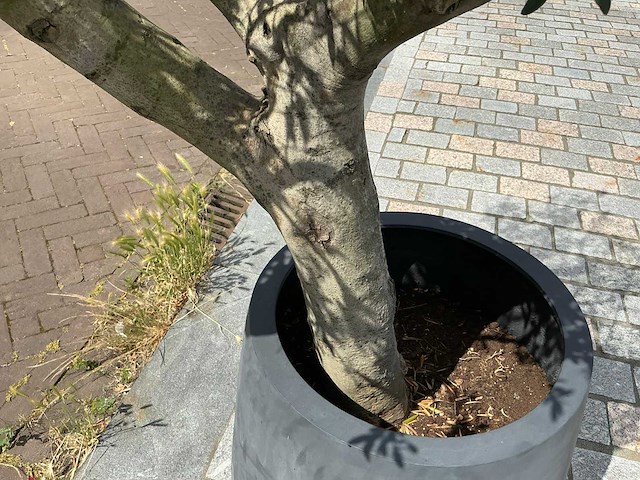 Olea europaea - olijfboom 210 cm - afbeelding 5 van  6