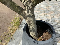 Olea europaea - olijfboom 210 cm - afbeelding 5 van  6