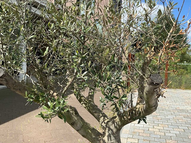 Olea europaea - olijfboom 210 cm - afbeelding 6 van  6