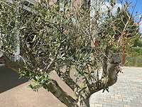 Olea europaea - olijfboom 210 cm - afbeelding 6 van  6