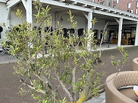 Olea europaea - olijfboom 210cm - afbeelding 2 van  8
