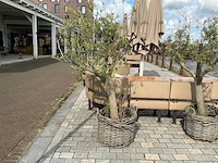 Olea europaea - olijfboom 210cm - afbeelding 1 van  8