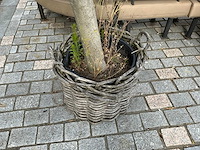 Olea europaea - olijfboom 210cm - afbeelding 3 van  8