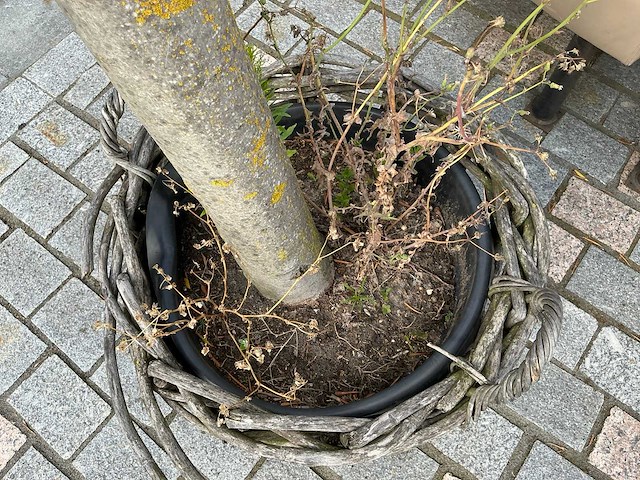 Olea europaea - olijfboom 210cm - afbeelding 4 van  8