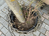 Olea europaea - olijfboom 210cm - afbeelding 4 van  8