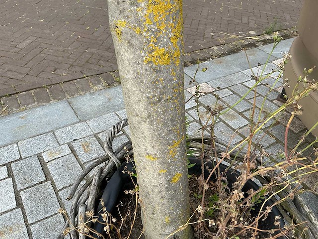 Olea europaea - olijfboom 210cm - afbeelding 5 van  8
