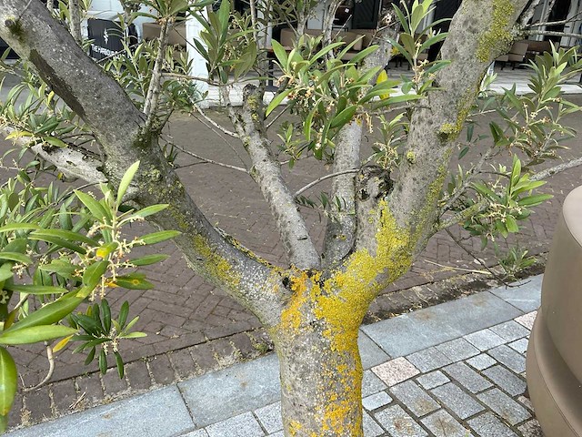 Olea europaea - olijfboom 210cm - afbeelding 6 van  8