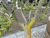 Olea europaea - olijfboom 210cm - afbeelding 6 van  8