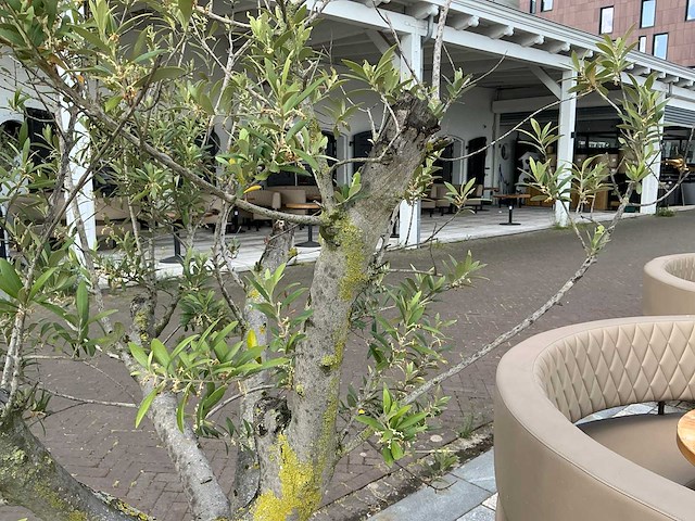 Olea europaea - olijfboom 210cm - afbeelding 7 van  8