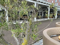 Olea europaea - olijfboom 210cm - afbeelding 7 van  8