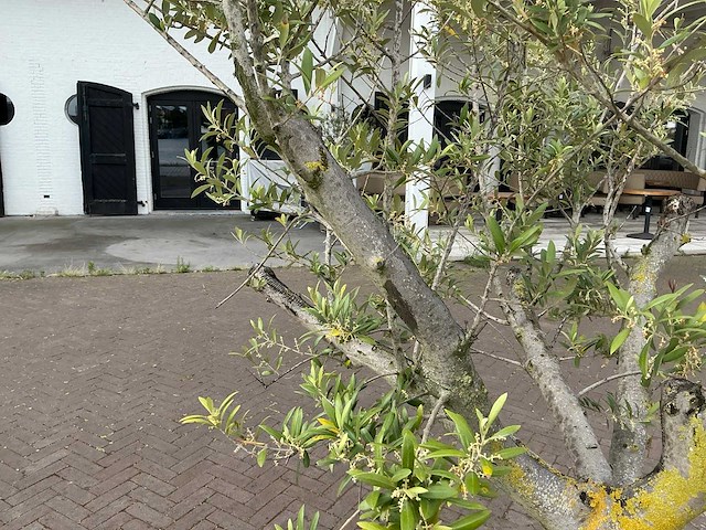 Olea europaea - olijfboom 210cm - afbeelding 8 van  8