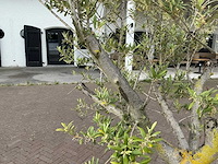 Olea europaea - olijfboom 210cm - afbeelding 8 van  8