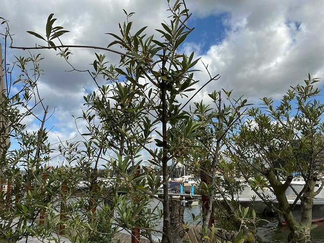 Olea europaea - olijfboom 210cm - afbeelding 2 van  11