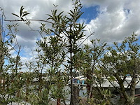 Olea europaea - olijfboom 210cm - afbeelding 2 van  11