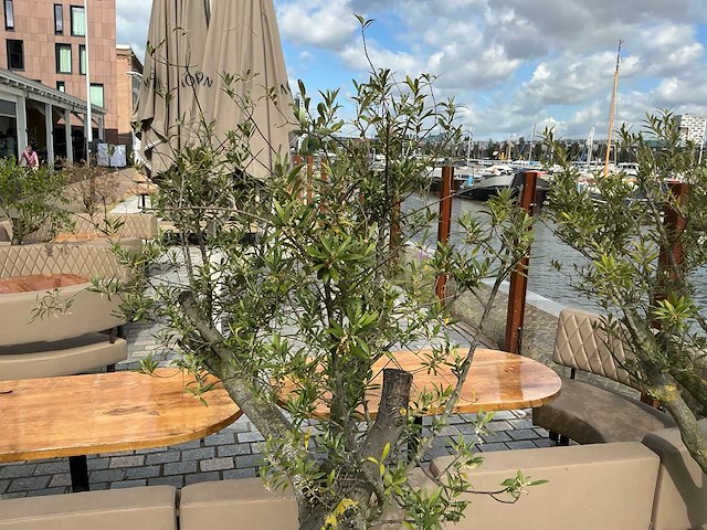 Olea europaea - olijfboom 210cm - afbeelding 3 van  11