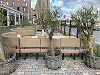 Olea europaea - olijfboom 210cm - afbeelding 1 van  11