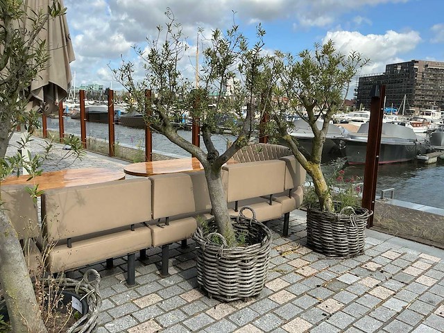 Olea europaea - olijfboom 210cm - afbeelding 4 van  11