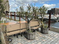 Olea europaea - olijfboom 210cm - afbeelding 4 van  11