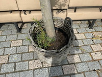 Olea europaea - olijfboom 210cm - afbeelding 5 van  11