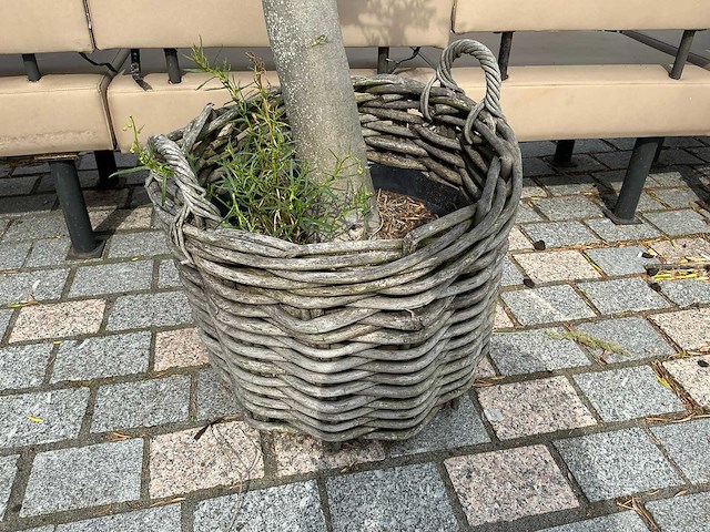 Olea europaea - olijfboom 210cm - afbeelding 6 van  11