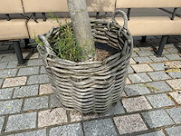Olea europaea - olijfboom 210cm - afbeelding 6 van  11