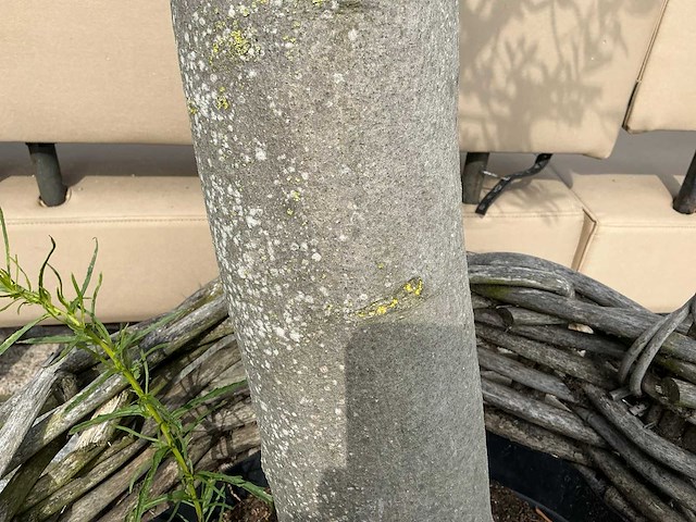 Olea europaea - olijfboom 210cm - afbeelding 7 van  11