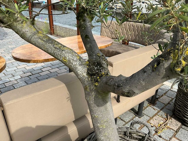 Olea europaea - olijfboom 210cm - afbeelding 8 van  11