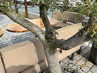 Olea europaea - olijfboom 210cm - afbeelding 8 van  11